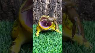 Mr. Frog screamed when he was pinched by Mr. Crab #pets #shorts   #hornedfrogs
