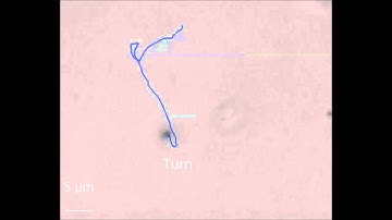 [IBEC] Smart nano-bio-devices group - Spherical micromotors for drug delivery