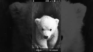 polar bear wallpaper screenshot 2