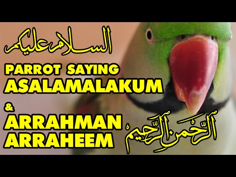 Talking Parrot in Urdu/Hindi/Arabic | Asalamalakum | Arrahman Arraheem | Bolne Wala Tota Talking Parrot in Urdu/Hindi/Arabic | Asalamalakum | Arrahman Arraheem | Bolne Wala Tota