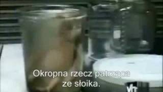 Scare Tactics Rat Monster Polskie napisy