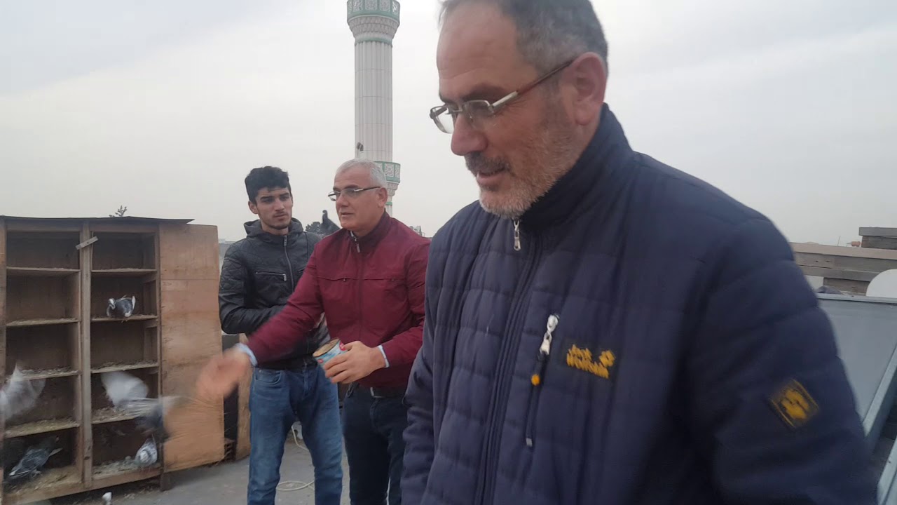 GÜVERCİN NASIL YAKALANIR, CANLI ŞAHİT OLUN