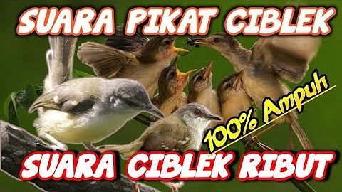 SUARA PIKAT CIBLEK RIBUT || Pancingan Ciblek Liar || Ampuh..