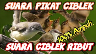 Download lagu Suara Pikat Ciblek Ribut || Pancingan Ciblek Liar || Ampuh.. mp3