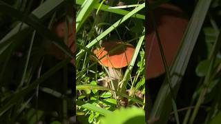 маленькое кино про грибы! находить, а не терять... красивые грибы в лесу🌲#кино #грибы #лес #shorts