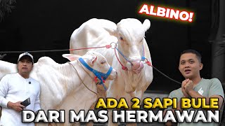 Download Lagu DAPET KADO LAGI DARI MAS HERMAWAN, 2 SAPI BULE GAESS..! MP3 Download Lagu DAPET KADO LAGI DARI MAS HERMAWAN, 2 SAPI BULE GAESS..! MP3