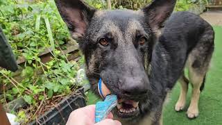German Shepherd happily plays with his toy by DOGS BEING DOGS 600 views 5 months ago 2 minutes, 15 seconds