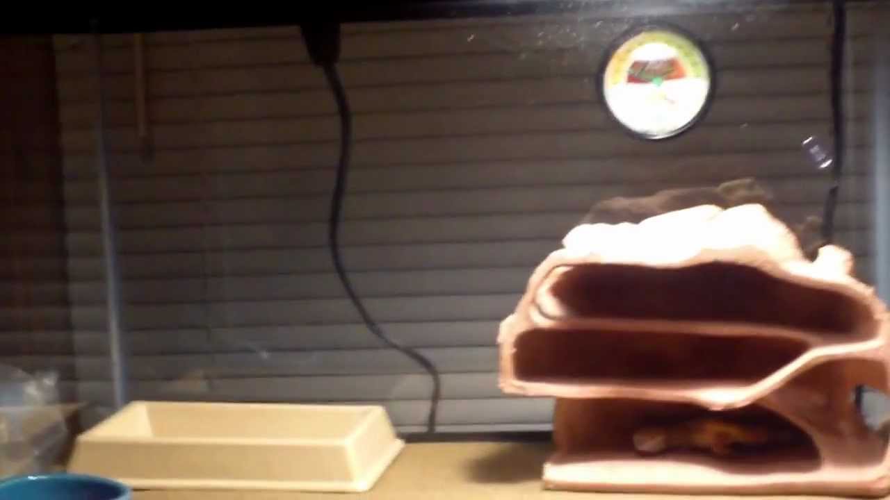 leopard gecko petco youtube