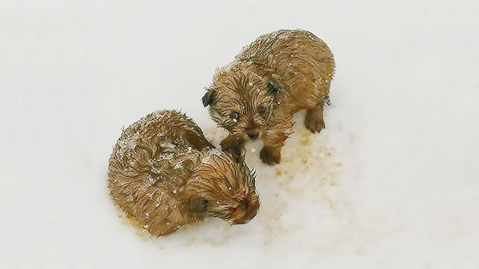Father and son came across two abandoned shivering puppies in the snow  while enjoying snowy scenery