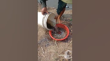 1 người làm ra bao nhiêu đây cá