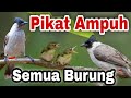 SUARA PIKAT SEMUA BURUNG kombinasi kutilang ribut & anakan prenjak lapar