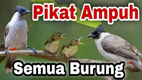 SUARA PIKAT SEMUA BURUNG kombinasi kutilang ribut & anakan prenjak lapar