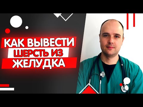 Шерсть в желудке у кошки: как вывести, лечение, профилактика