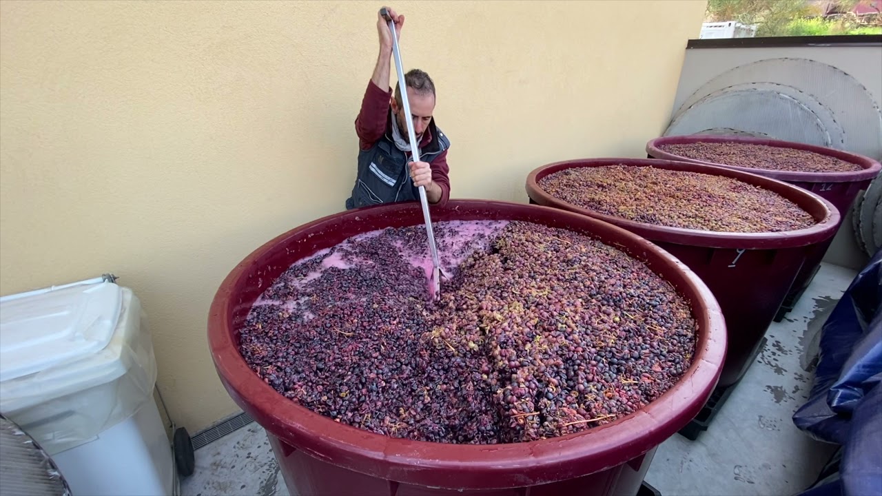 Frank Cornelissen : Harvest 2020