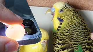 Muhabbet Kuşu Yumurtalarına Doluluk Kontrolü Yaptım Kuş Odası
