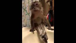 Macaco Tomando Banho