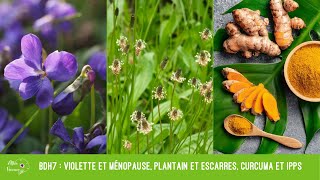 BDH7 : violette et ménopause, plantain et escarres, curcuma et IPPs