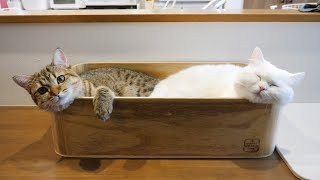 新しいベッドを取り合ったあと何故かこうなりました…！