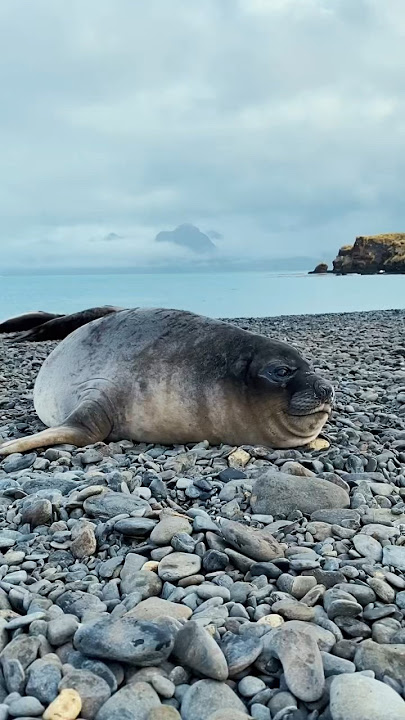 Seal sneezes sound like farts