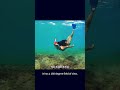 Creative design:You can dive even if you can't swim