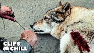 Survival Against Wolves | Alpha