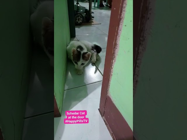 schedar cat trying to enter my room!! so kulit!!😄😆🤭 #HappyPillsTV #Shorts #shortsfeed #catsofshorts class=