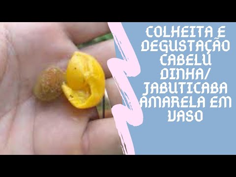 Colheita e degustação cabeludinha/ jabuticaba amarela em vaso 😍