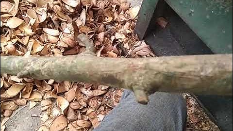 Cây câu đằng 1 gai chữa bệnh dạ dày khớp huyết áp