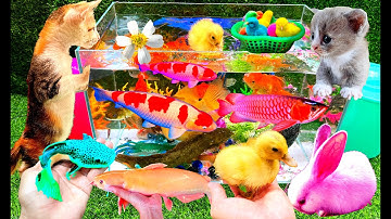 Vịt, Cá, Mèo, Cua, Rùa, Gà, Bò, Voi, Thằn Lằn, Ếch, Thỏ, Ốc, Cá Chép, Cá Koi, Chim, La Hán, Bảy Màu