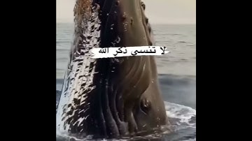 فباي الاء ربكما تكذبان تلاوة خاشعة للشيخ محمد جلال الكردي راحة نفسية حالات واتس اب دينية اجمل صوت