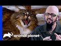 Feisty Cat Learns To Love Cuddles Thanks To Opera Music! | My Cat From Hell