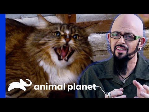 Feisty Cat Learns To Love Cuddles Thanks To Opera Music! | My Cat From Hell