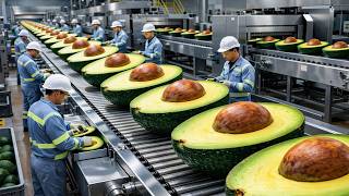 Unbelievable! How Avocados Are Processed in a Factory Like This | Full Process