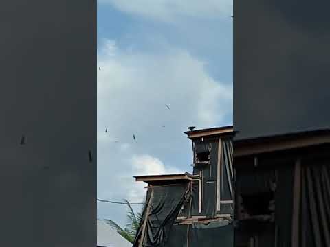 sp nafas naga luwu sulsel