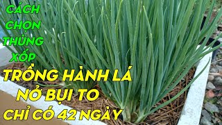 How To Grow Scallion In Containers | Phan Đức #133