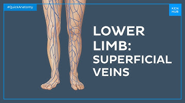 Superficial veins of the lower limb - Quick Anatomy | Kenhub