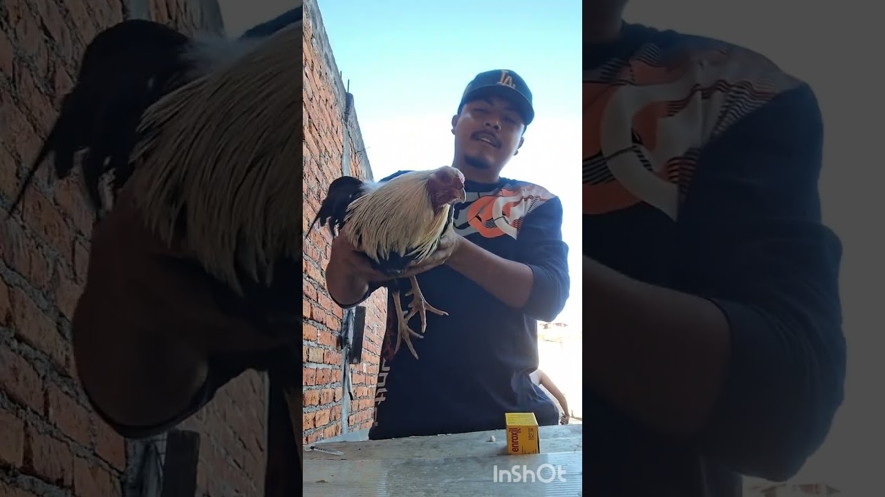 Aplicando enroxil a los pollos 