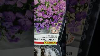 Ароматная, цветущая все лето- гвоздика многолетняя.        #garden #гвоздикамноголетняя
