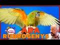 👉Que LORO COMPRAR. 🦜ARA RUBROGENYS🦜