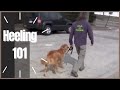 Heeling 101 How To Dog Training - Solid K9 Training