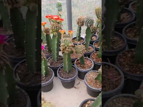 วีดีโอ: กระบองเพชรกับ Succulent - Cacti และ Succulents Identification