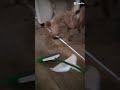 scared of a broom