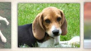 Beagle  Temperament by Carmen Montes 1,180 views 9 years ago 42 seconds