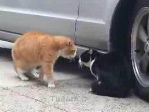 Videó: A macskák megértik a nyávogását?