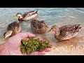 Ducks Love Duckweed!