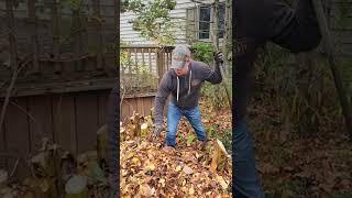🍌🍌🍌Hardy BANANA winter prep video.