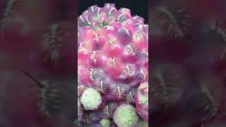 カニグラリー スルコレブチア #Shorts