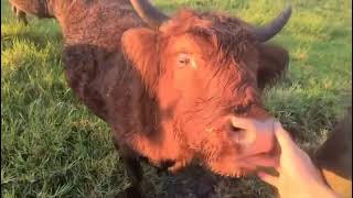 Mini highland cow for sale @MiniHighlandCowforsale, website: https://minihighlandcowfarm.com