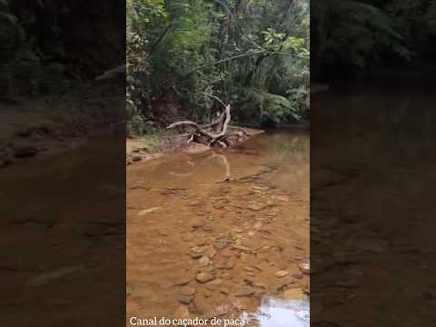 CAÇADA DE PACA A Paca Caiu Na água Cristalina Lindo De Ver A Riscada Nadando