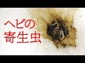 ヘビの糞から寄生虫が出てきて焦った...